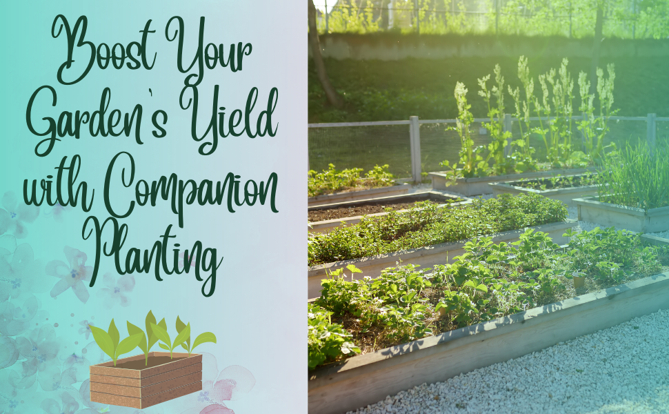 Raised Bed Gardening and Companion Planting