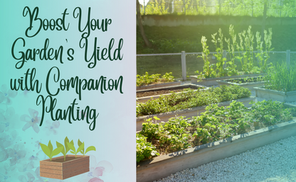 Raised Bed Gardening and Companion Planting